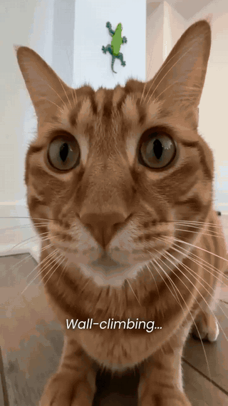 Orange tabby cat stalking the Apex TechCrawler wall-climbing lizard toy