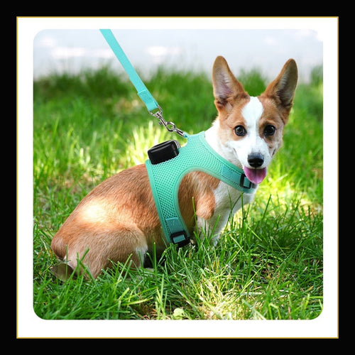 Small dog wearing the Mint Green Apex ChillFlow cooling harness with matching leash