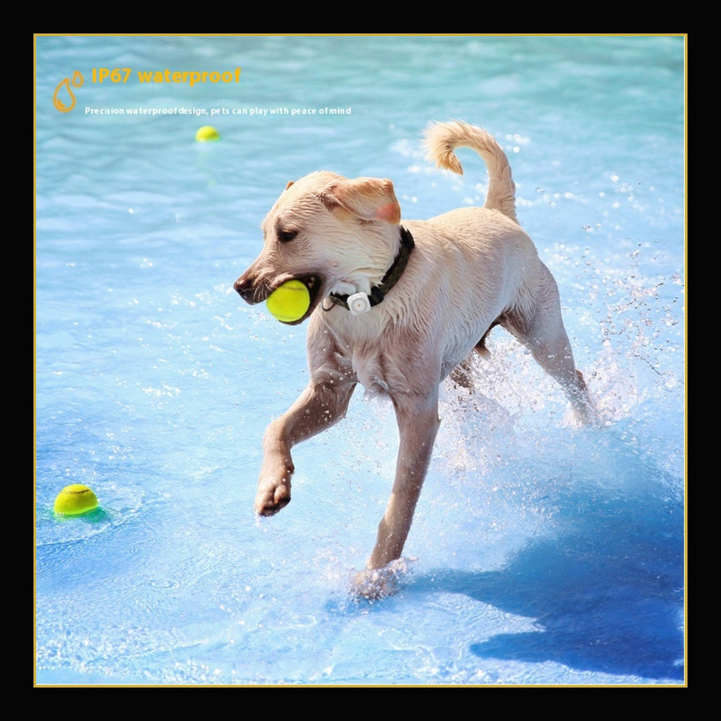 Dog wearing the IP67 ApexTrack pet monitor while playing in water